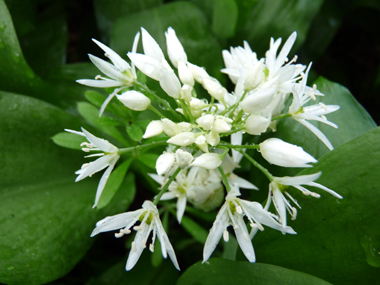 Fleurs très blanches à six sépales en fausse ombrelle. Agrandir dans une nouvelle fenêtre (ou onglet)